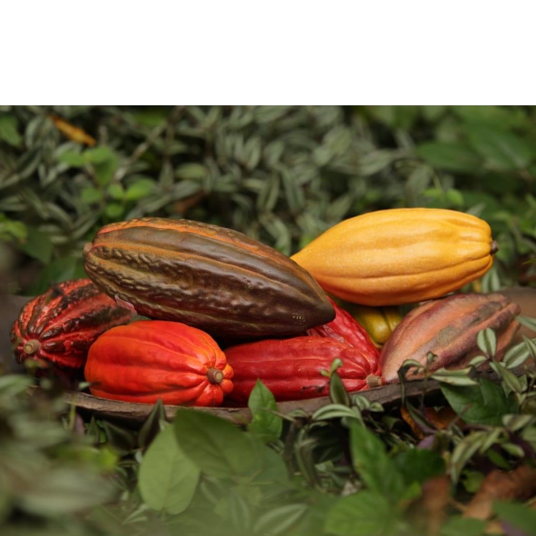 Cacau